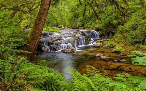 Sweet Creek Falls Waterfall In Oregon Usa Stream River Cascades Waterfall Forest Trees Fern ...