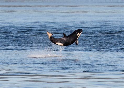 Official orca count: 88, including 4 babies | Peninsula Daily News