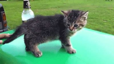 Animals Make Falling Look Very Funny (24 gifs) - Izismile.com