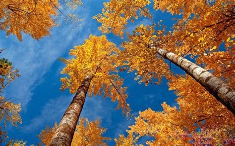 Autumn Yellow Trees Wallpapers - Wallpaper Cave