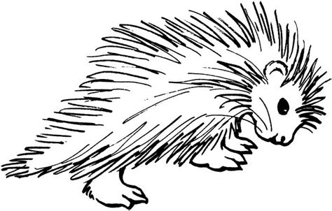 Porcupines coloring pages | Super Coloring | Free coloring pages, Porcupine, Coloring pages