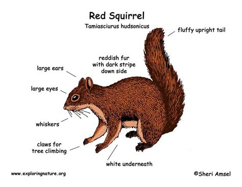 Squirrel (Red) -- Exploring Nature Educational Resource