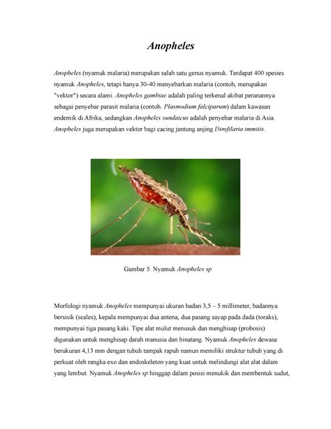 Anopheles - Anopheles Anopheles (nyamuk malaria) merupakan salah satu genus nyamuk. Terdapat 400 ...