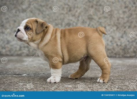 English Bulldog Puppies Backyard Playing Young Dogs Stock Image - Image ...