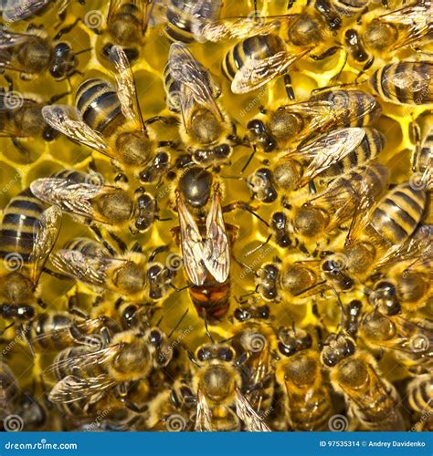 Queen Bee Lays Eggs In Cell And Worker Bees Feed The Brood Stock Image ...