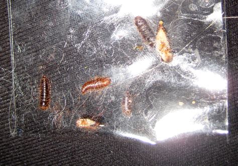 Carpet Beetle Larvae Infestation - What's That Bug?