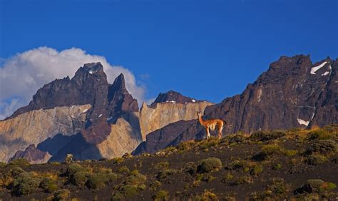 Swift as the Wind: The Guanacos of Patagonia | Roundglass | Sustain