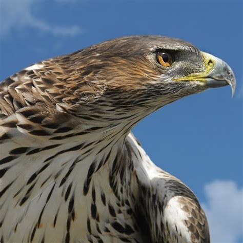 Terrestrial wildlife | Parc national des Calanques