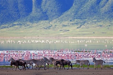 Sleep In Eden At The Ngorongoro Crater Lodge • Chicamod