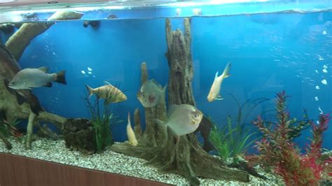 Perfect decorating extra tall aquariums! Universal - YouTube