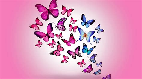 Pink Butterfly Desktop Wallpaper