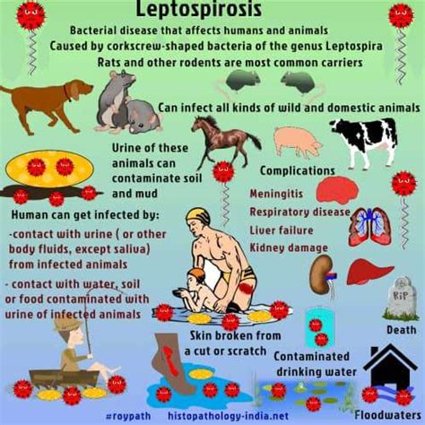 Leptospirosis Infection in Dogs | Urban Animal Veterinary Hospital