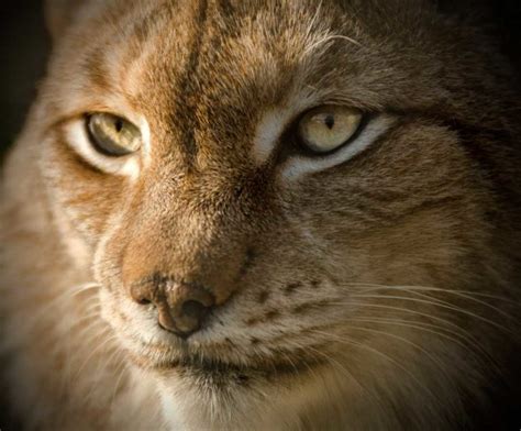 Eurasian Lynx Facts, Pictures, Video & In-Depth Information