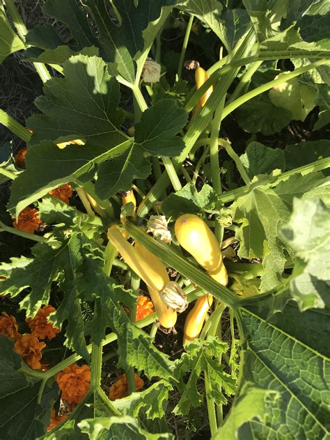 Yellow squash and marigolds : r/gardening