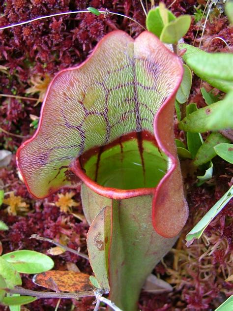 Press Resources: An Inside Look at Pitcher Plants 4/1/13 | Harvard Forest