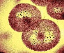 Deinococcus geothermalis - Wikipedia