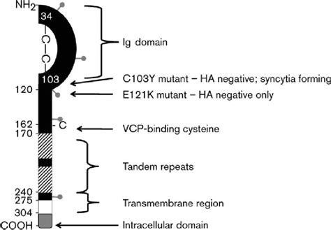 Schematic map of the domains of the A56 protein. After a cleaved signal ...