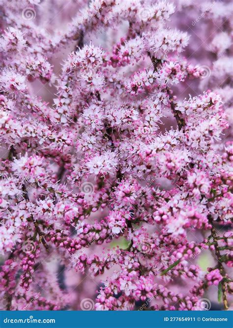 Tamarix Parviflora or the Smallflower Tamarisk Stock Image - Image of tamarisk, pink: 277654911