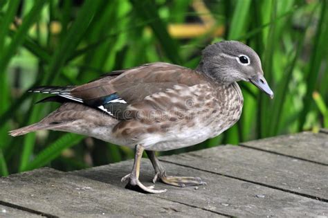 Mandarin Duck Female stock photo. Image of bird, asia - 28718860