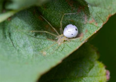 spider with white body or egg sac | i found this spider toda… | Flickr