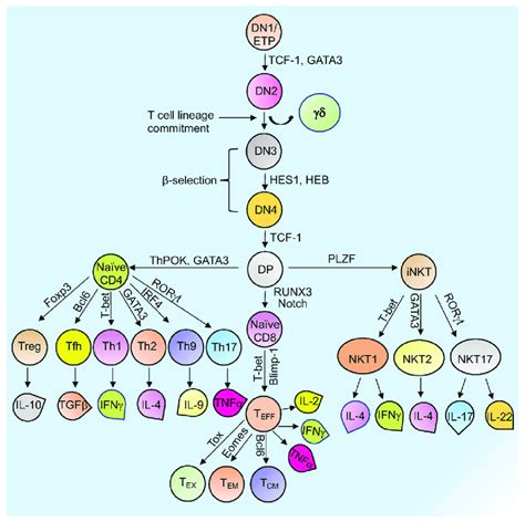 Overview of T cell development and differentiation. Schematic... | Download Scientific Diagram