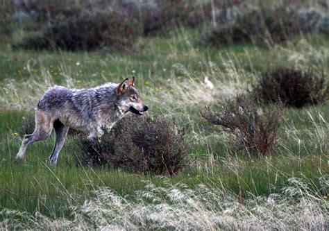 Wolf population declining in Yellowstone | North Fork Preservation Association