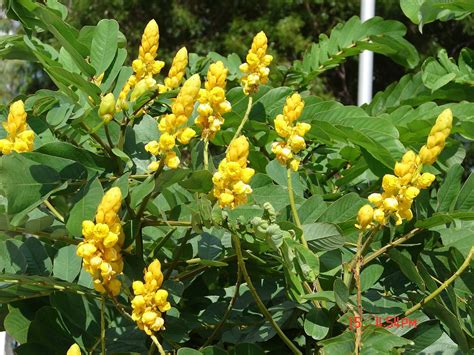 Senna alata X Cassia alata, Candlestick Plant