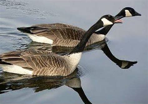 Sindh wildlife dept proposes ban on bird hunting amid floods