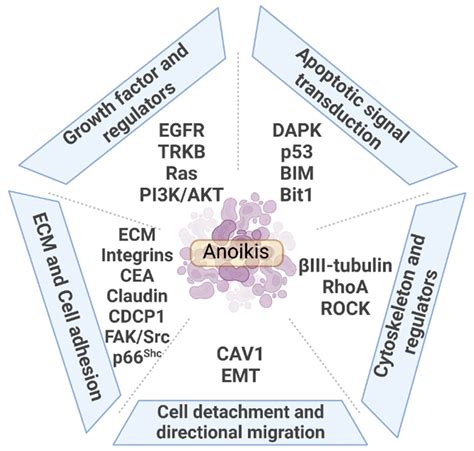 Cancers | Free Full-Text | Anoikis-Associated Lung Cancer Metastasis: Mechanisms and Therapies