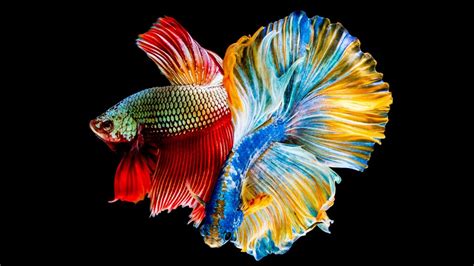 ~ Betta fish 2017, cute ainmal 2017 - The professional dancers in the ...