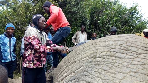 See What Happens to an Elephant After Elephant Hunting