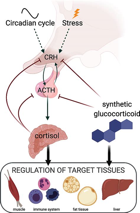 Glucocorticoids Stress