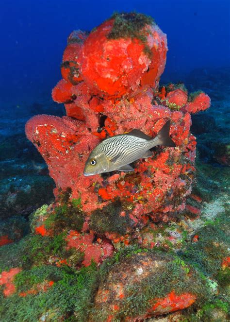 Best diving in Fernando de Noronha, Brazil - Travelling Contessa