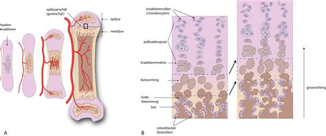 Slagter - Drawing Endochondral ossification (bone formation) - Dutch ...