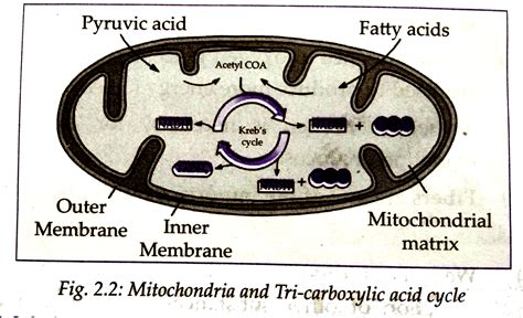 Draw A Neat Labelled Diagram Of Mitochondria Help Me - vrogue.co