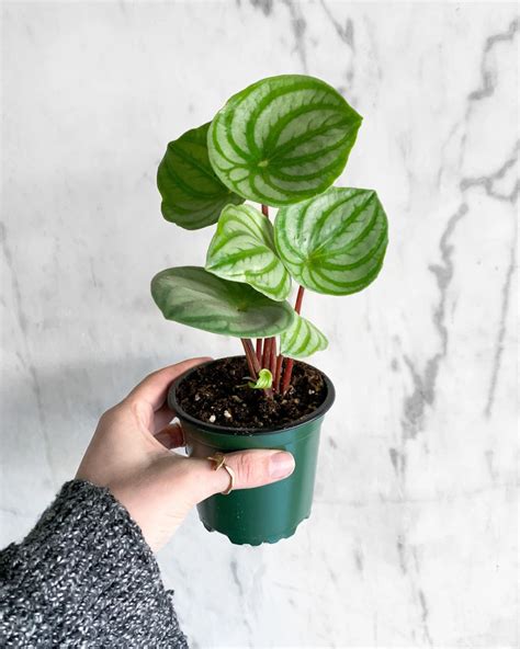 Watermelon Peperomia | Peperomia, Watermelon, House plants