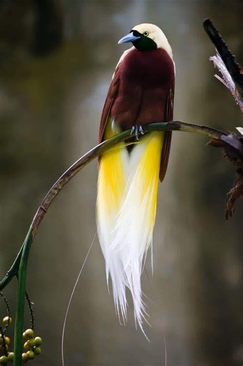 11 Beautiful Birds of Paradise Facts - Fact Animal