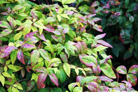 Lemon Lime Nandina Plant Care | Plantly