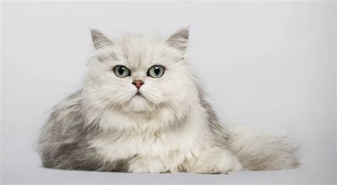 Chinchilla Cat Breed Profile - Cat-World