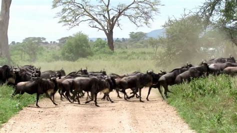 Wildebeest stampede in the Serengeti - YouTube