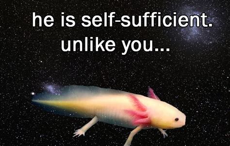 Axolotl Memes Clean