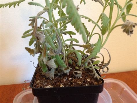diagnosis - What is causing my lavender's leaves to turn grey and wizen? - Gardening ...