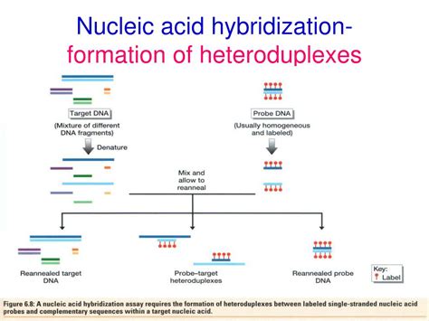 PPT - CHAPTER SIX Nucleic acid hybridization: principles and ...