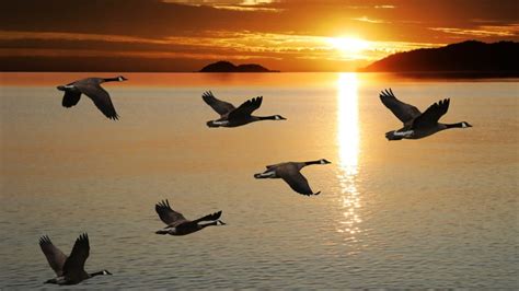 Why Do Canadian Geese Fly at Night? | Mental Floss