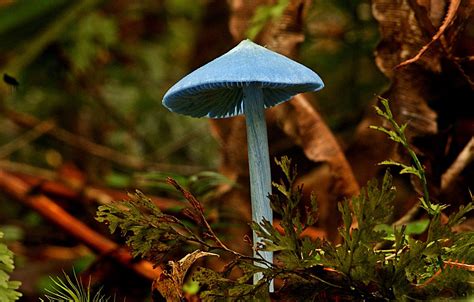 Get to Know New Zealand's Hugely Popular, Thrillingly Blue Mushroom ...