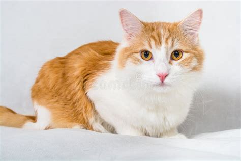 Ginger White Longhair Cat with Amber Eyes on White Background Stock ...