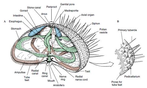 sea urchin anatomy diagram