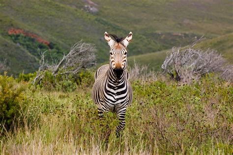 Cape Mountain Zebra | Cape mountain zebra, Equus zebra zebra… | Flickr