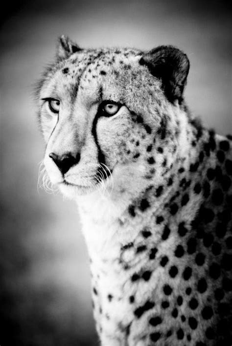 Cheetah Art Photograph Black and White Photography Nature - Etsy