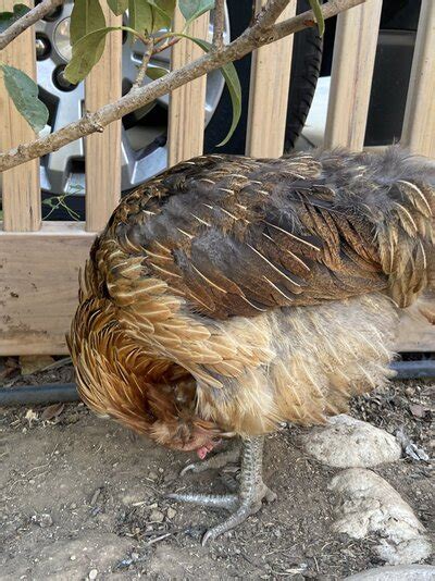 Normal Behavior for Molting? | BackYard Chickens - Learn How to Raise Chickens